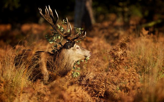 HD desktop wallpaper of deer, picture of nature, autumn | ImageBank.biz