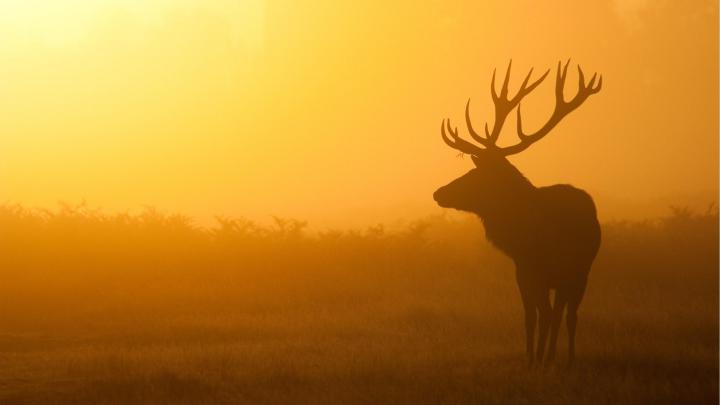 Deer Desktop Wallpapers