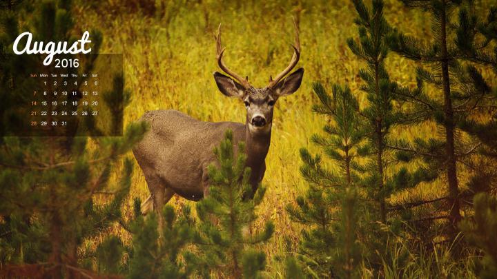 Deer Desktop Backgrounds \u00b7\u2460 