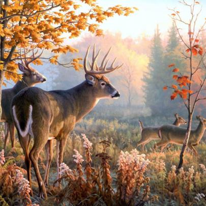 10 New Deer Hunting Desktop Wallpaper FULL HD 1920\u00d71080 For PC Desktop 2020
