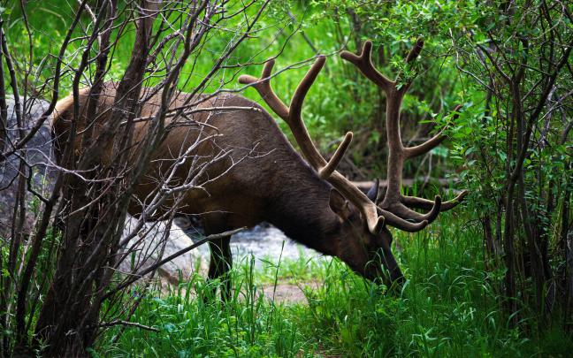 wallpapers of deer - HD Desktop Wallpapers