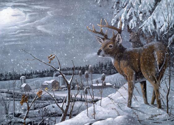 Free Deer Wallpapers