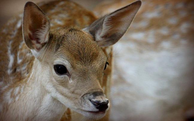 Wildlife Desktop Backgrounds