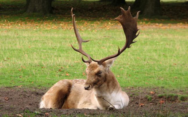 Nice wallpaper of deer horns, wallpaper of grass, forest edge 