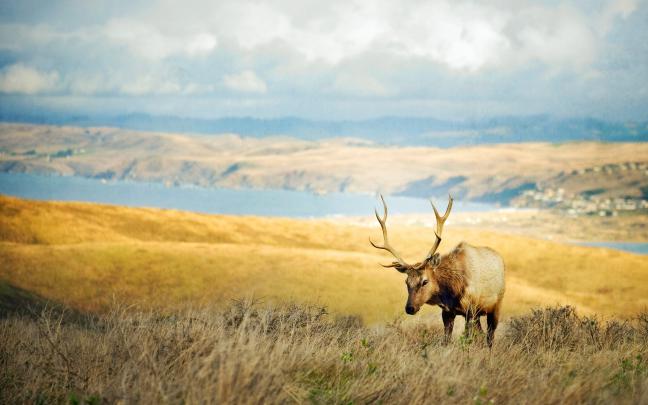 Wild Deer Pictures Wallpaper (54+ images)