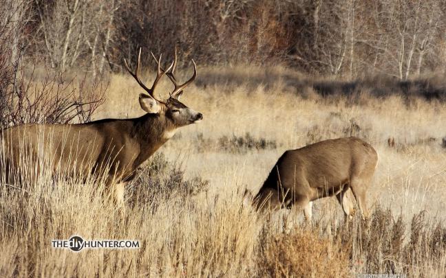 Whitetail Deer Desktop Backgrounds (58+ images)
