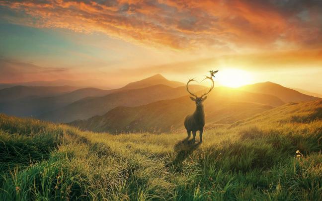 Sunset Deer Mountains Wallpapers | Wallpapers HD
