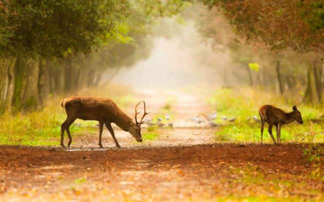 deer nature wallpaper - HD Desktop Wallpapers