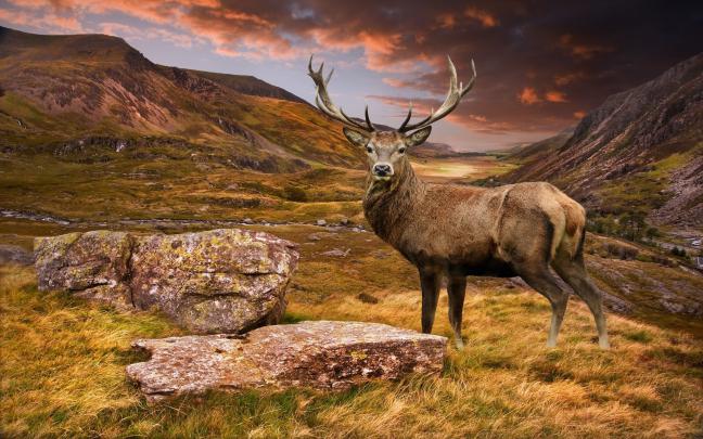Deer Desktop Backgrounds (59+ images)