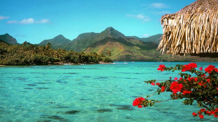 Tropical Desktop Backgrounds \u00b7\u2460 