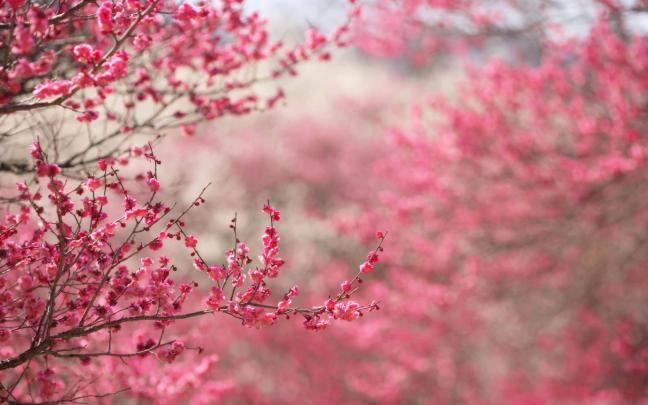 Spring desktop backgrounds | AirWallpaper.Com