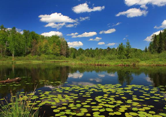 free wallpaper pond - HD Desktop Wallpapers
