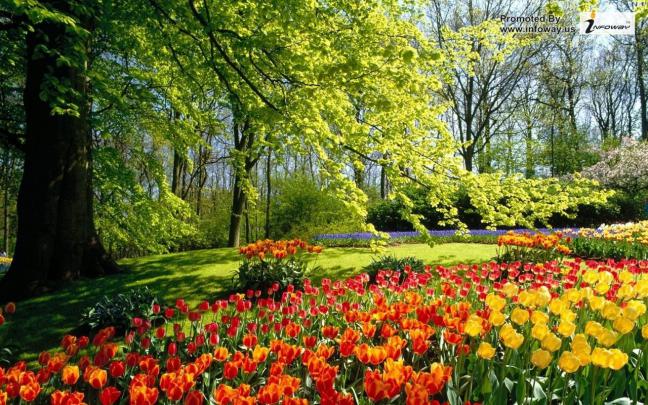 Beautiful Spring Nature Desktop Wallpaper -