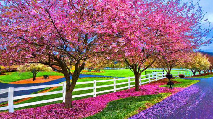 Beautiful Spring Nature Desktop Wallpaper -