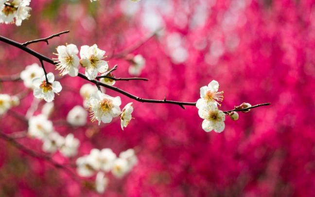 Spring Nature Images Wallpaper -