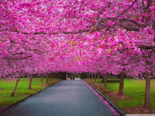 22+ Spring Nature Wallpapers, Backgrounds, Images | FreeCreatives