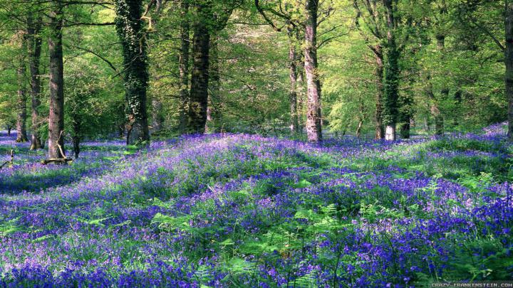 Spring Nature Wallpapers (56+ images)