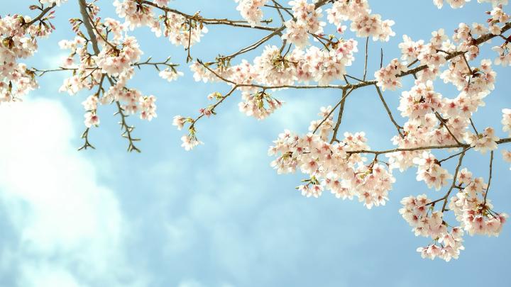 Spring Wallpaper 1920 X 1080 (83+ images)