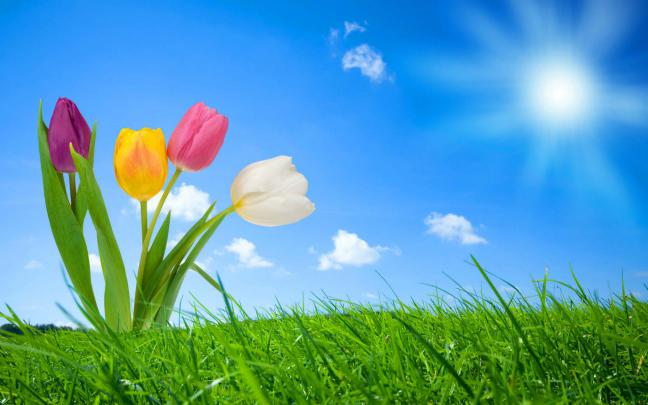 22+ Spring Nature Wallpapers, Backgrounds, Images | FreeCreatives