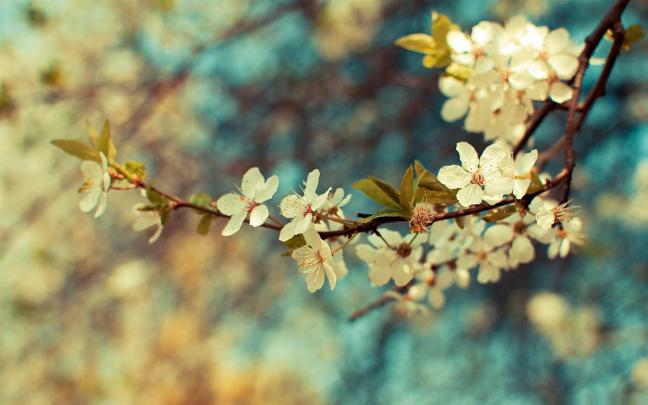 Spring Rain Wallpaper for Desktop (69+ images)