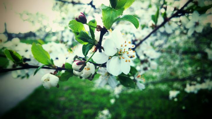 Lithuania, Spring, Nature, Petals, Trees Wallpapers HD \/ Desktop and 