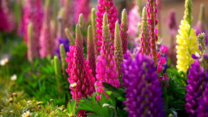 Spring Nature Wallpaper (60+ images)