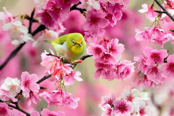 4K Nature Wallpaper Spring Japan (45+ images)