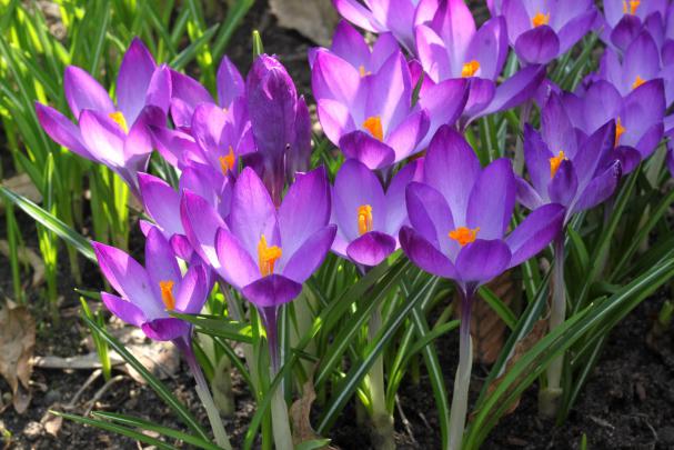 Desktop Wallpaper Spring Scenes (74+ images)