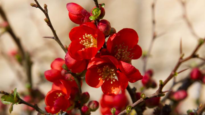 4K Nature Wallpaper Spring Japan (45+ images)