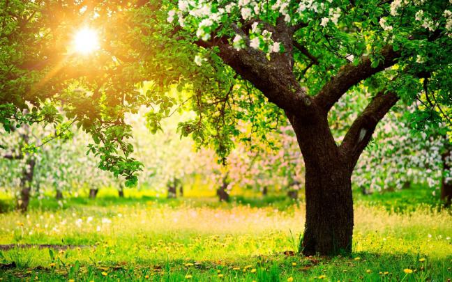 [46+] Beautiful Spring Nature Desktop Wallpaper 