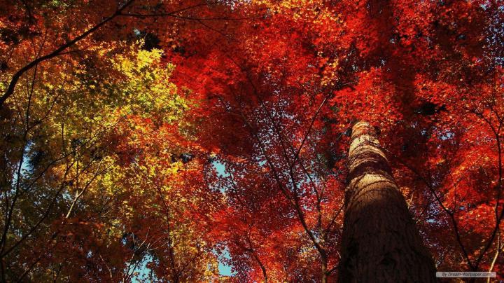 [40+] Free Desktop Wallpaper 1366x768 