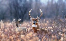 Deer Desktop Wallpaper Free