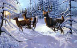Deer Desktop Wallpaper Free