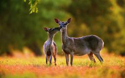 Deer Wallpaper Desktop