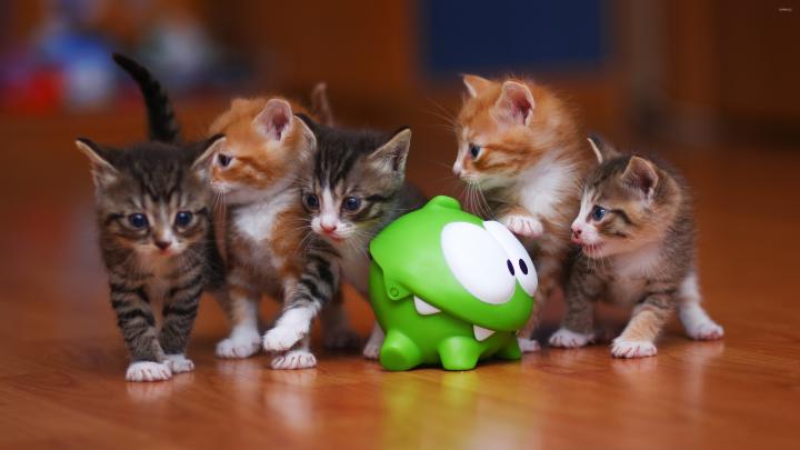 Kittens wallpaper \u00b7\u2460 Download free stunning full HD wallpapers for 