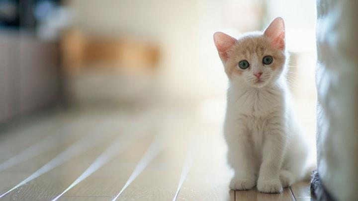 Kittens wallpaper \u00b7\u2460 Download free stunning full HD wallpapers for 