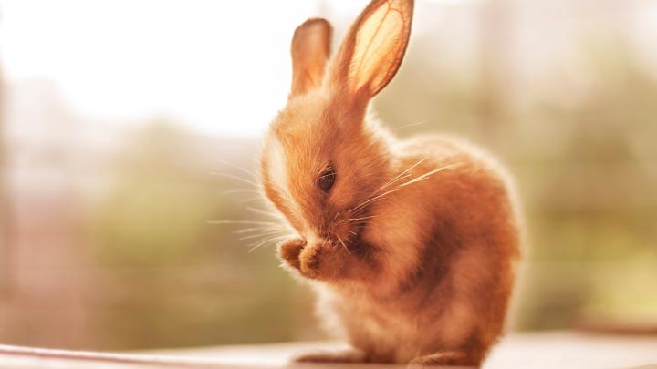 Download 1920x1080 Wallpaper Cute Bunny Rabbit Animals, Full Hd, Hdtv 