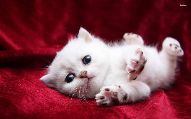 Kittens wallpaper \u00b7\u2460 Download free stunning full HD wallpapers for 