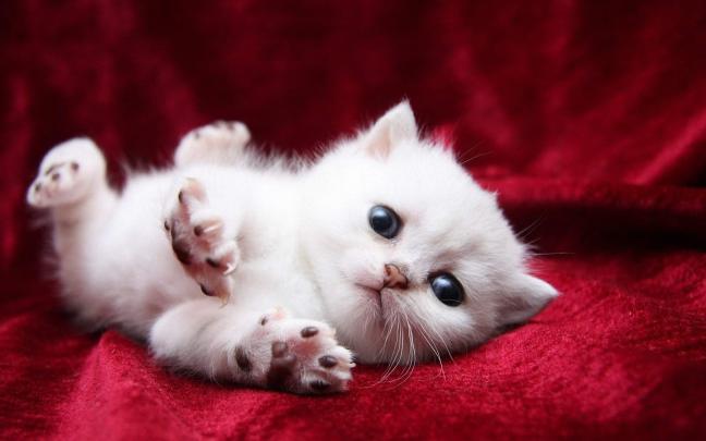 Kittens wallpaper \u00b7\u2460 Download free stunning full HD wallpapers for 