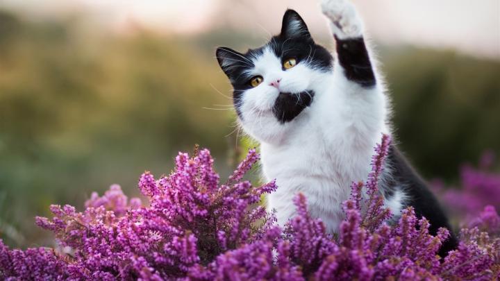 Spring Cat Wallpapers - Top Free Spring Cat Backgrounds - WallpaperAccess