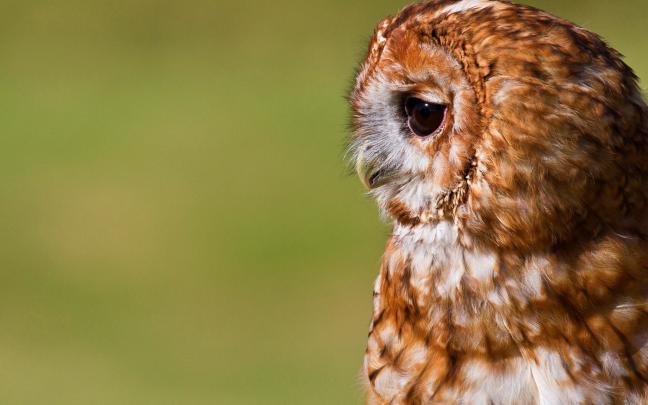 Cute Owl Wallpaper \u00b7\u2460 