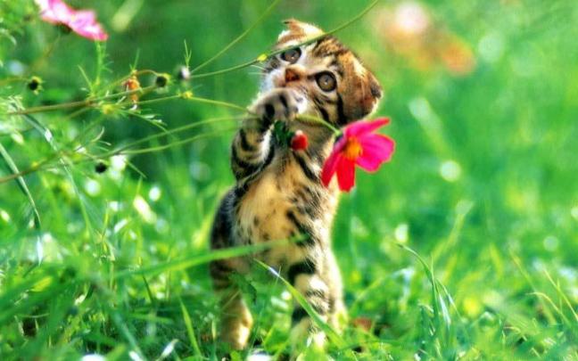 Kitten Spring Wallpaper (65+ images)