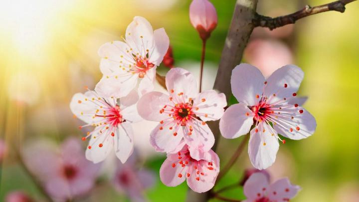 Download 1920x1080 Wallpaper Cute Little Sakura Flowers, Full Hd, Hdtv 