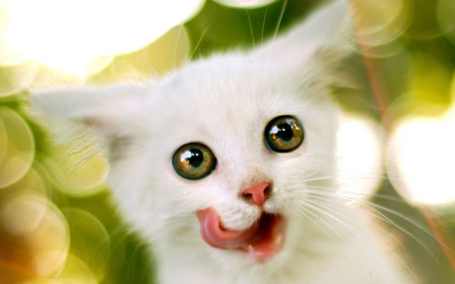 Kittens wallpaper \u00b7\u2460 Download free stunning full HD wallpapers for 