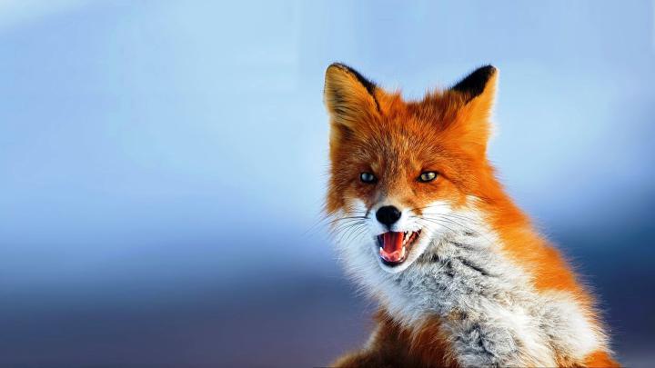 Cute Fox Wallpapers - Top Free Cute Fox Backgrounds - WallpaperAccess