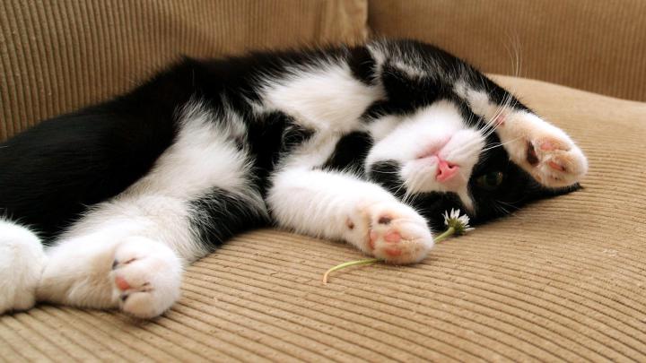 Kittens wallpaper \u00b7\u2460 Download free stunning full HD wallpapers for 