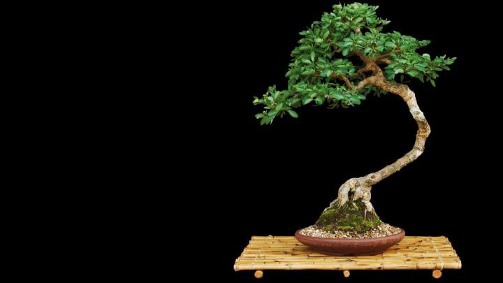 Zen Bonsai Wallpapers - Top Free Zen Bonsai Backgrounds - WallpaperAccess