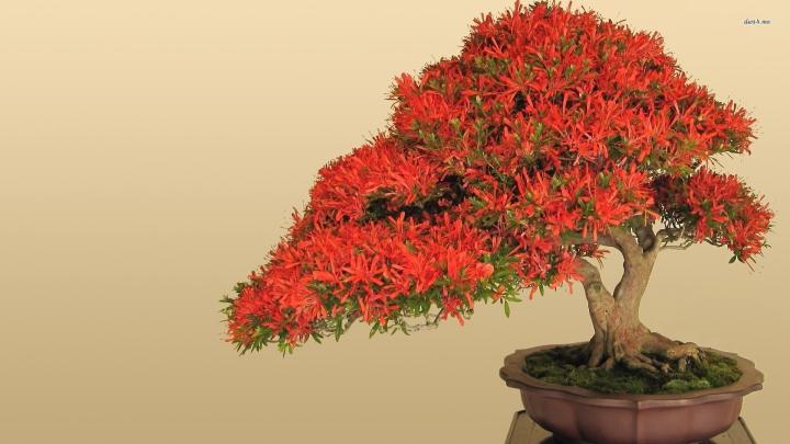 Bonsai Wallpaper (67+ pictures)