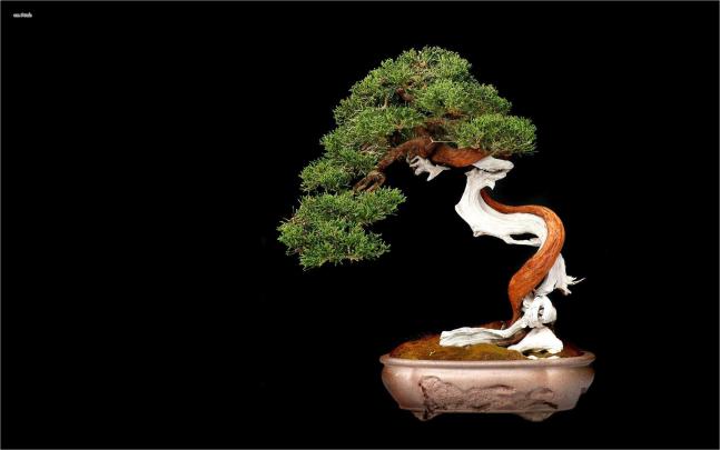 Bonsai Wallpapers Wallpapers - Top Free Bonsai Wallpapers Backgrounds 