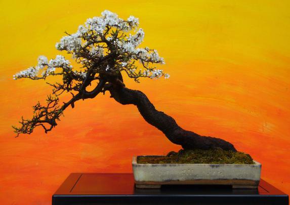 Zen Bonsai Wallpapers - Top Free Zen Bonsai Backgrounds - WallpaperAccess